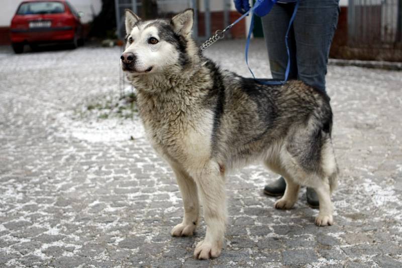 Indy. Čtyřletá fenka, kříženec huskyho a malamuta skončila v útulku 19. ledna. 