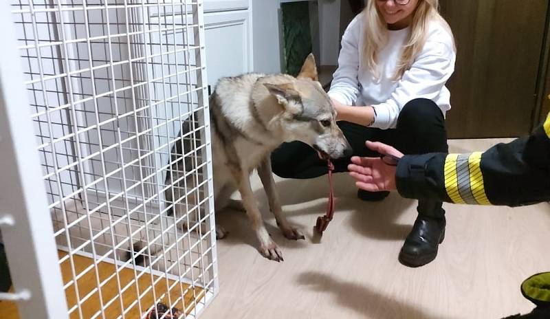 Záchrana v okách klece uvězněného psa