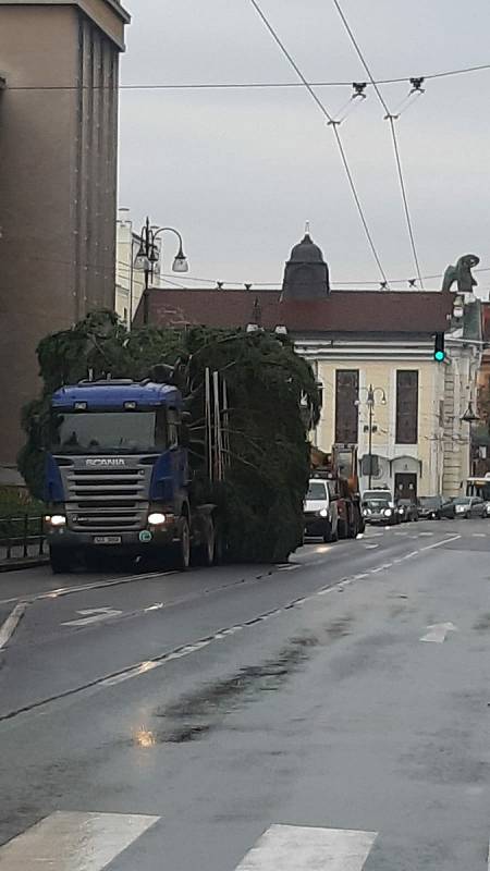 Pardubické náměstí už také zdobí vánoční strom.