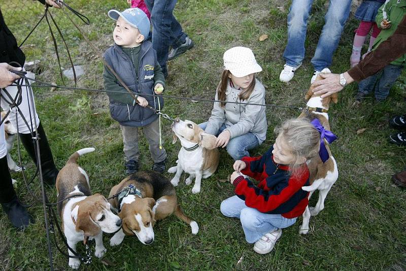 Smečka bíglů pocházejících z chovné stanice u Staré Bolaslavi sklidili nejen u dětí velký úspěch