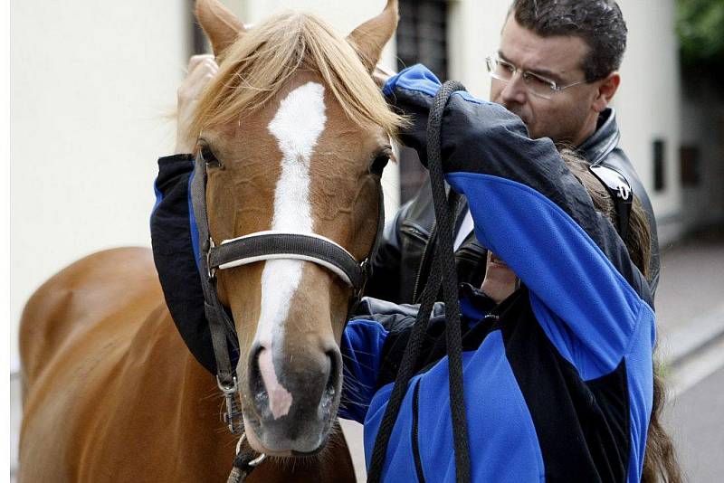 Z dostihového závodiště utekla pětiletá kobylka. Policté ji zastavili až v centru města.