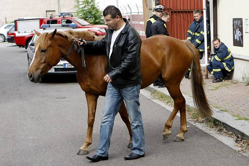 Z dostihového závodiště utekla pětiletá kobylka. Policisté ji zastavili až v centru města.