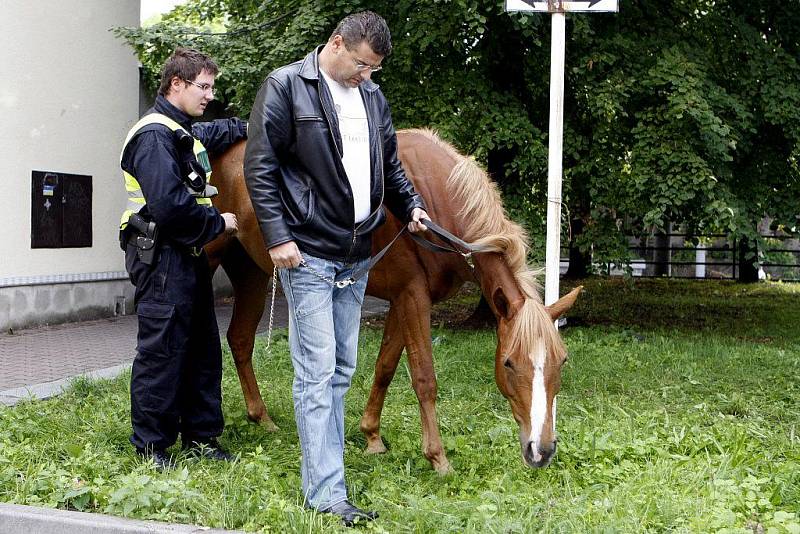 Z dostihového závodiště utekla pětiletá kobylka. Policisté ji zastavili až v centru města.