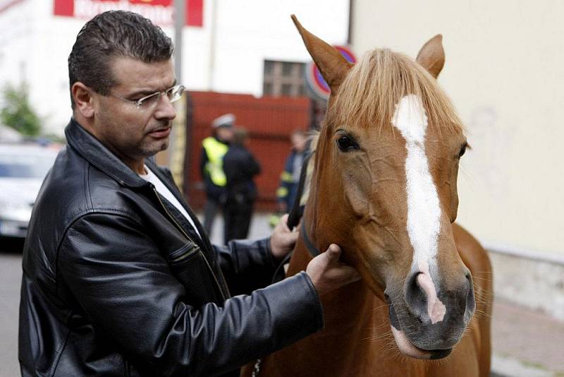 Z dostihového závodiště utekla pětiletá kobylka. Policté ji zastavili až v centru města.