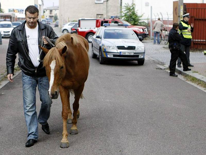 Z dostihového závodiště utekla pětiletá kobylka. Policisté ji zastavili až v centru města.