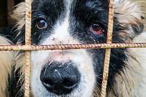 Organizace Srdcem pro rumunské pejsky pomáhá psům přímo v Rumunsku.