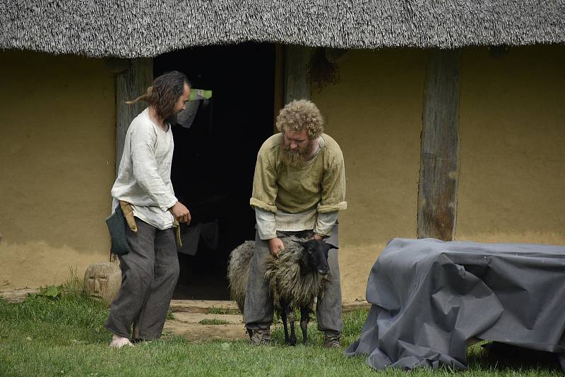 V Keltském skanzenu v Nasavrkách se v sobotu stříhaly ovce pérovým nůžkami.