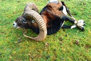 Z ohrady v Rábech zmizeli dva mufloni