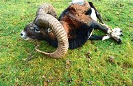 Z ohrady v Rábech zmizeli dva mufloni