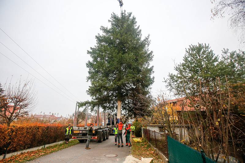 Do Pardubic doputoval letošní vánoční stromeček. Tentokrát dorazil z Dašic