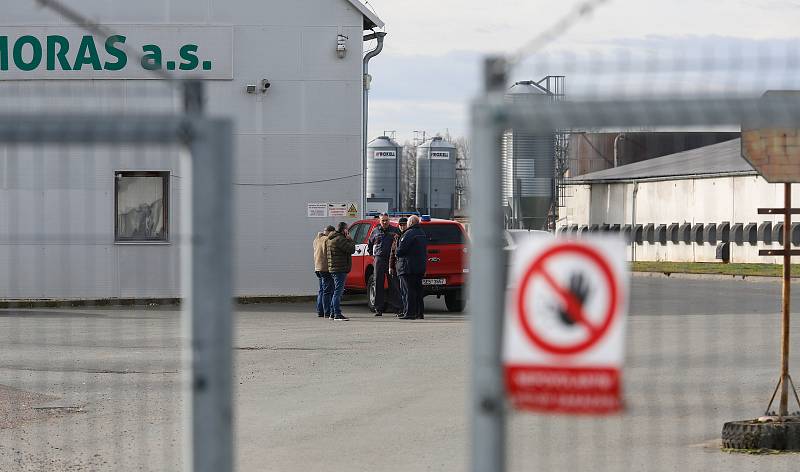 V Česku je druhé ohnisko ptačí chřipky. Nemoc se objevila v komerčním chovu Moras Moravany ve Slepoticích na Pardubicku.