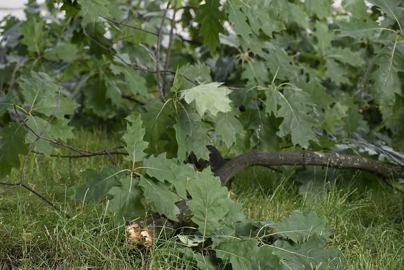 Bouřka řádila i na Pardubicku. Silný vítr lámal větve a kácel celé stromy.