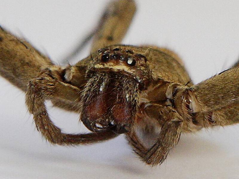 Jedovatý jihoamerický pavouk rodu Loxosceles se do pardubického Kauflandu dostal pravděpodobně se zásilkou banánů.