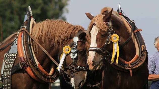 V sobotu na návštěvníky pardubického závodiště čeká program plný koní a jejich dovedností, v neděli se budou slavit především dožínky. 
