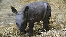 Nosorožec indický v plzeňské zoo