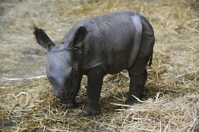 Nosorožec indický v plzeňské zoo