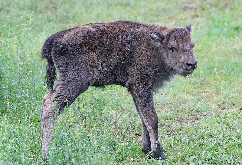 Plzeňská zoo hlásí další přírůstek, narodilo se tu zubří telátko. Nejmladší samice má jméno Onica.