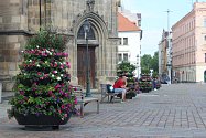Náměstí Republiky v Plzni se dočkalo zajímavého přírůstku v podobě osmi patrových květníků osázených letničkami podél obou stran katedrály sv. Bartoloměje.
