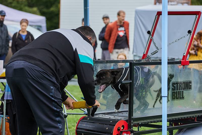 Psí den v Borském parku - stovky chlupáčků si mohly v sobotu v už řádně podzimním počasí vyzkoušet psí sporty i zábavu.