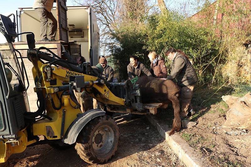 Tříletý Ontario odjel v úterý z plzeňské zoo