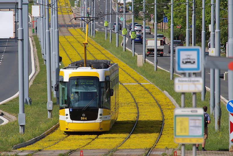 Tramvajová trať v Plaské ulici v Bolevci prošla rozsáhlou modernizací. Po výměně kolejí došlo i na osazení tramvajového pásu suchomilnými rostlinami. Ty nyní rozkvetli žlutými květy a kromě zlepšení vzhledu také sníží hluk i prašnost od tramvajové dopravy