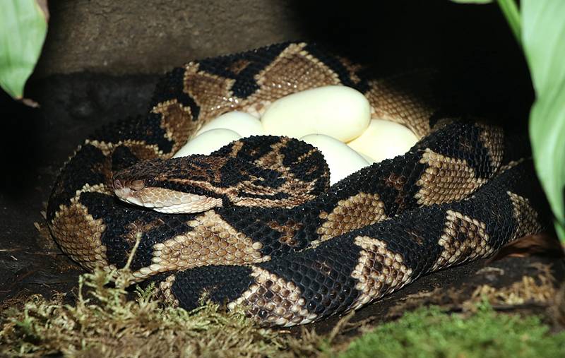 Z plzeňské zoologické zahrady.