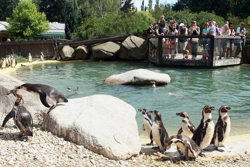 Komentované krmení tučňáků v ZOO Plzeň