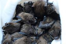 Zvířecí ochránci zajistili v plzeňských domech desítky netopýrů.