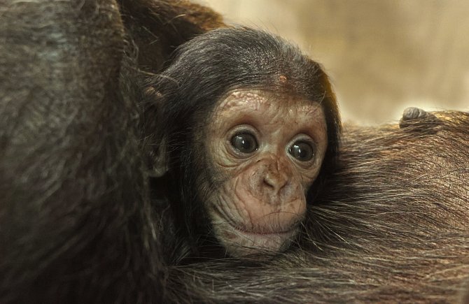 Šestinedělní samec šimpanze čego.