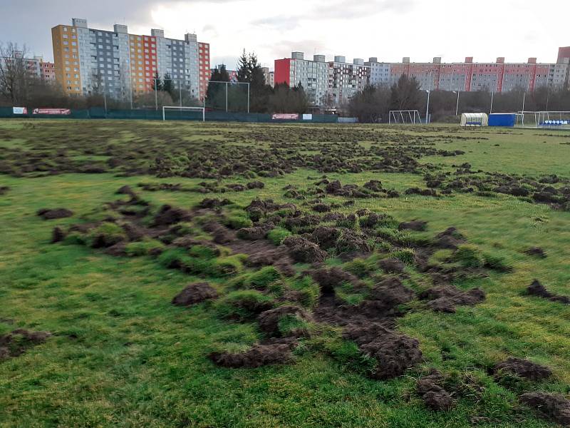 Fotbalové hřiště v Plzni na Košutce zdevastovali divočáci na začátku roku 2023.