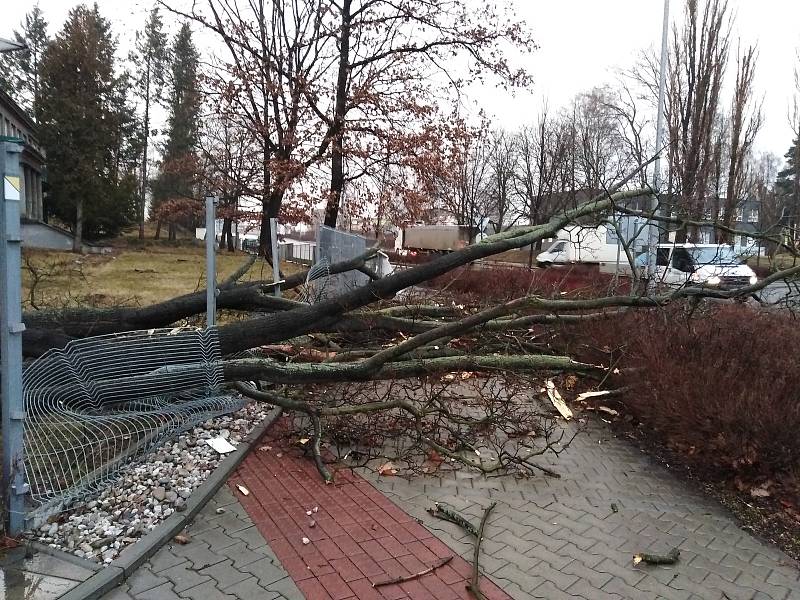 Vichřice Sabine vyvrátila strom u vjezdu do Klatovské nemocnice.