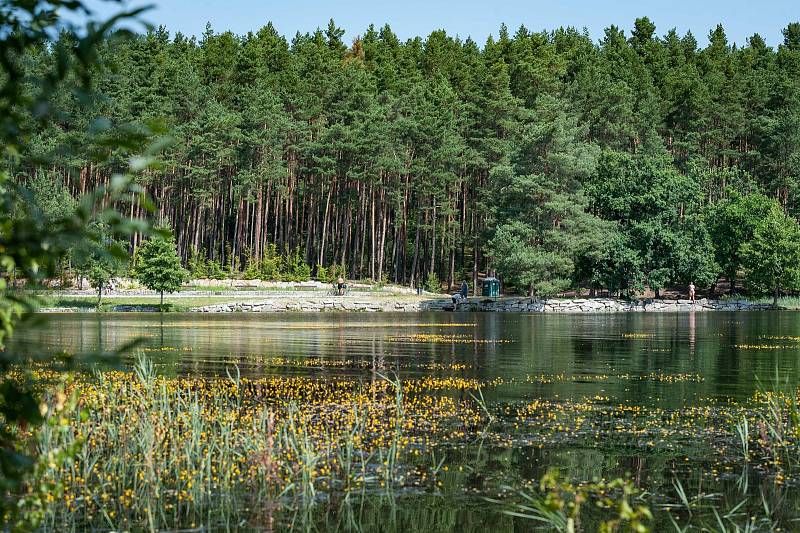 Na hladině Seneckého rybníka vykvetlo několik tisíc květů hmyzožravé rostliny Bublinatky jižní.