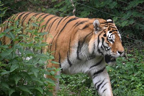 Tygr Tiber v plzeňské zoo