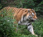 Tygr Tiber v plzeňské zoo