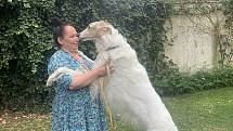 Chrtovi, který se v rodokmenu jmenuje Avalanche Daraska, říká jeho majitelka Ľubica Toušová Orel. V květnu se stal ve finském Kalajoki mistrem světa v běhu psů.