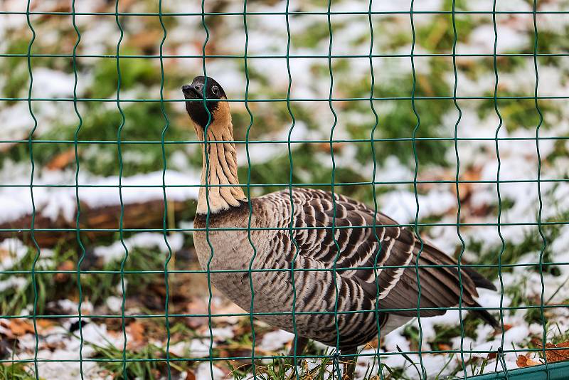 Multimediální infokiosky, tabule, aplikace na počítání návštěvníků či environmentální stanice rozšířily informační systém plzeňské ZOO. Návštěvníci budou mít nově přehled o nových přírůstcích, stavu ovzduší nebo kolik času ještě zbývá na prohlídku.