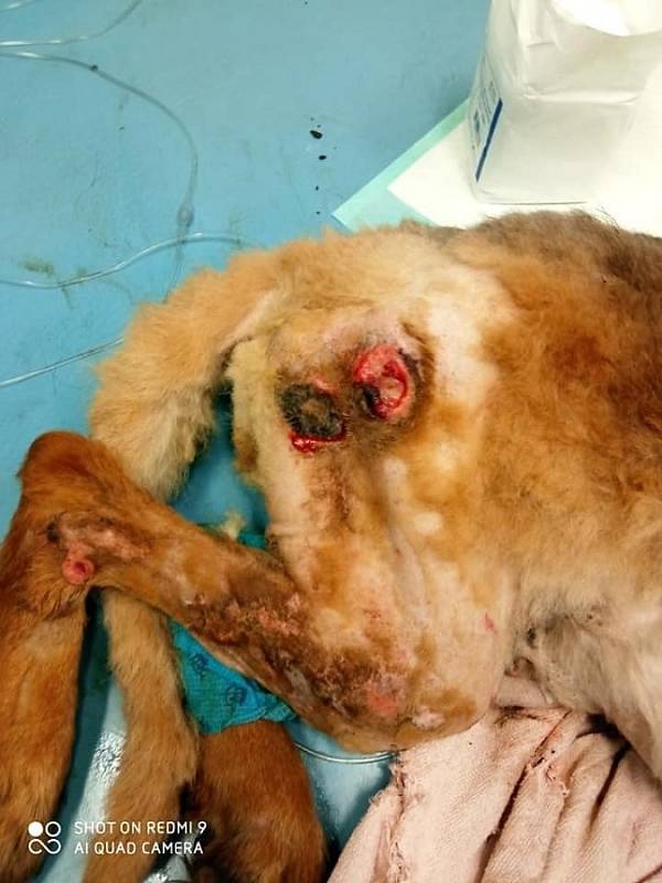 Týraní psi z plzeňských Malesic.