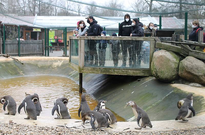 Do plzeňské zoologické zahrady dorazily jenom za sobotu více než dva tisíce návštěvníků.