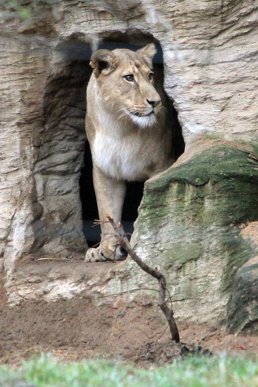 Teplá počasí vylákalo zvířata v Zoo do vnějších výběhů