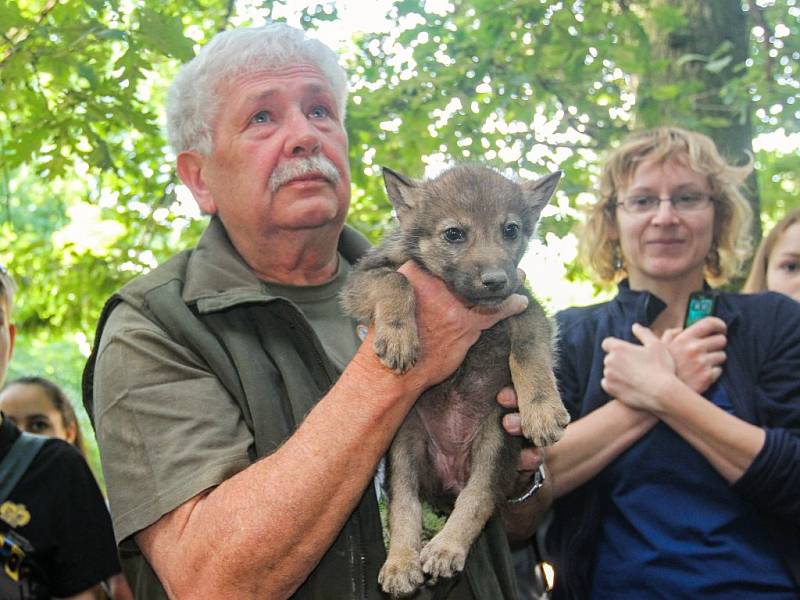 Plzeňská zoologická zahrada poprvé na veřejnosti představila šestici mláďat vlků evropských, na akci se ukázal i známý filmový scenárista a režisér Václav Chaloupek.