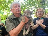 Plzeňská zoologická zahrada poprvé na veřejnosti představila šestici mláďat vlků evropských, na akci se ukázal i známý filmový scenárista a režisér Václav Chaloupek.