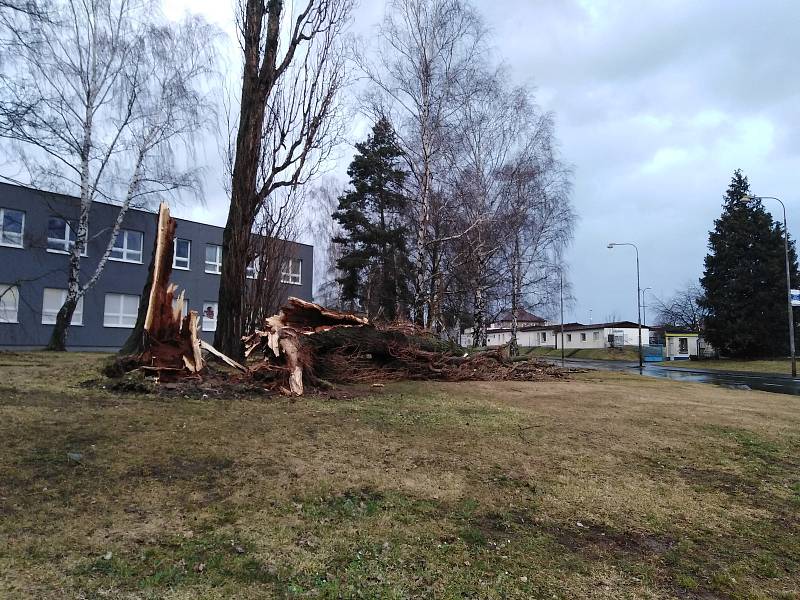 Vichřice Sabine zlomila strom u kruhového objezdu u Klatovské nemocnice.