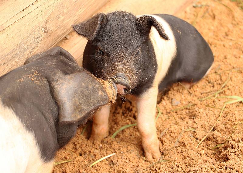 Na statku Lüftnerka v ZOO Plzeň se narodilo sedm selátek přeštického prasete.