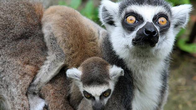 Lemuří rodinka v plzeňské zoo se rozrostla o dalšího člena