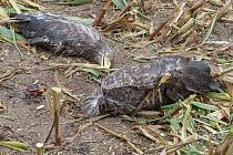 Zahynulí orlové v poli.