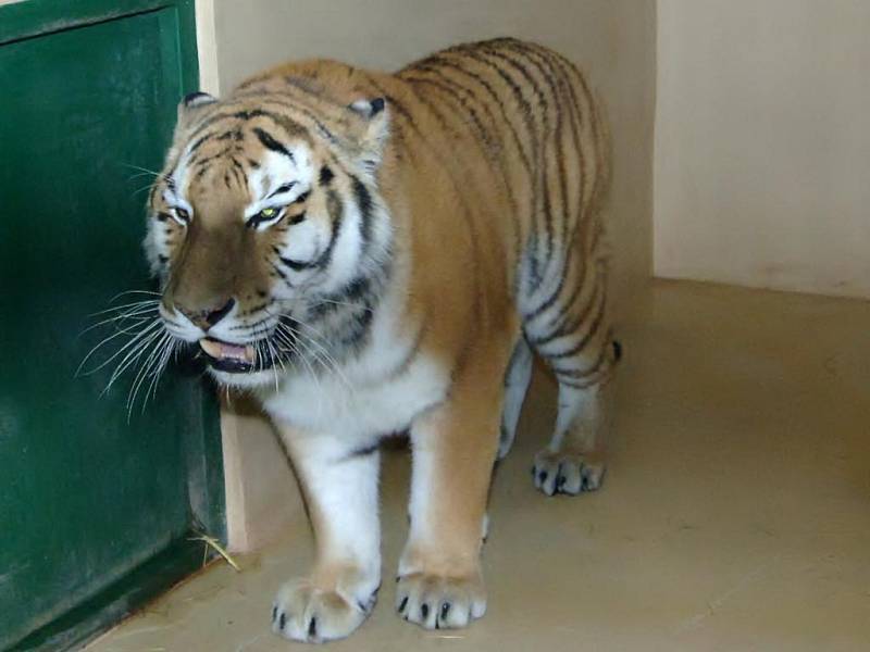 Tygr Uschi, který byl do plzeňské zoo dovezený z holandského Rhenenu