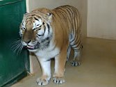 Tygr Uschi, který byl do plzeňské zoo dovezený z holandského Rhenenu