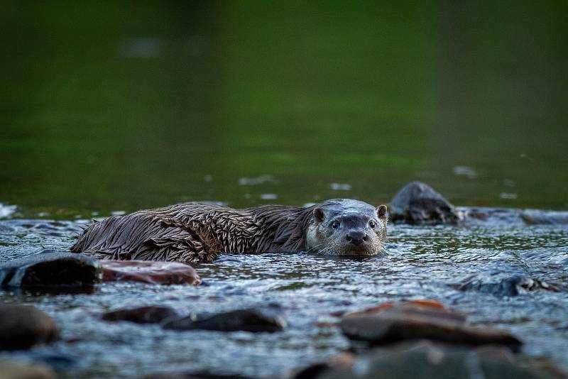 Marek Drha se specializuje na fotografování divokých zvířat, takřka výhradně šumavských.