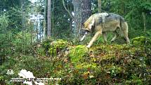 Jeden z vlků v Bavorsku.