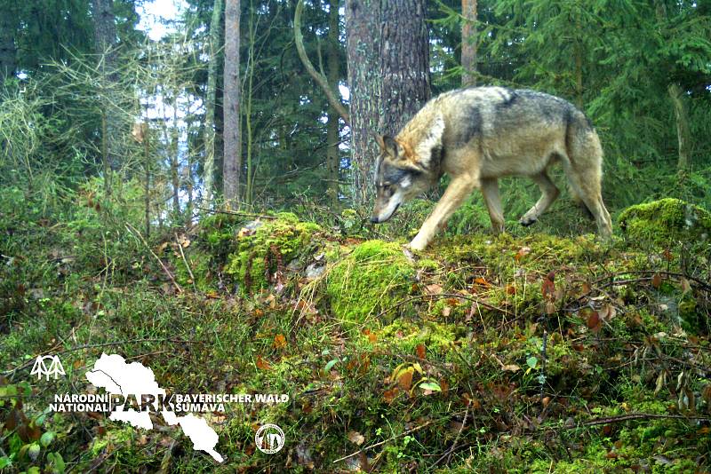 Jeden z vlků v Bavorsku.